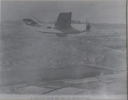 gannet