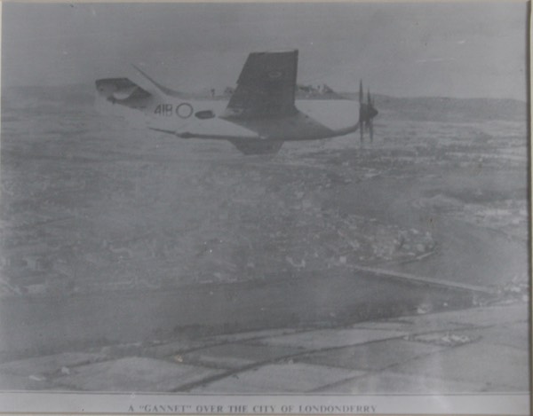 gannet